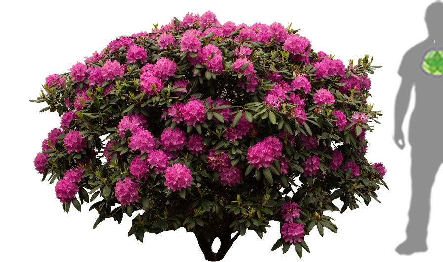 Rhododendron Furnivals Daughter - Rhododendron Png (900x1200), Png Download