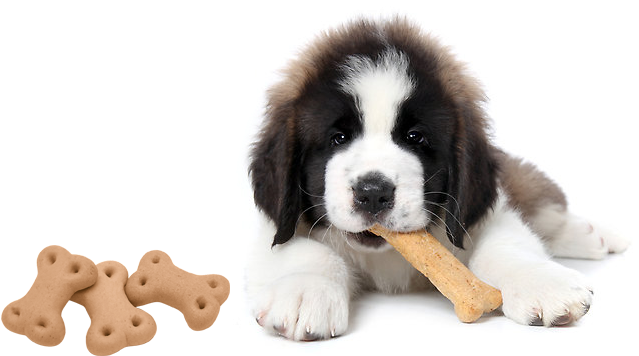 St Bernard Puppy Png (800x400), Png Download