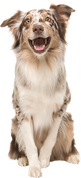 Donate Header - Gilles Moutounet Min Hund Er Min Guru - Hardback (281x613), Png Download
