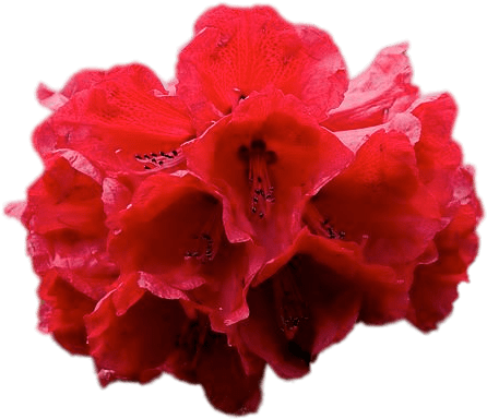 Red Rhododendron - Laliguras (640x493), Png Download