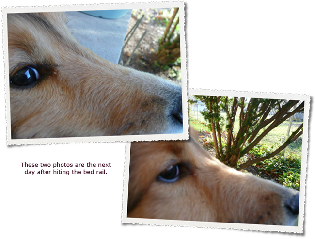 The End Of September, During A Game Of Fetch, Zack - White-tailed Deer (650x493), Png Download