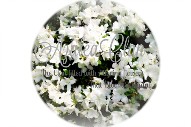 Rhododendron Delaware Valley White 5801 - White Rhododendron (640x427), Png Download