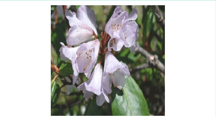 Rhododendron Campanulatum (744x403), Png Download