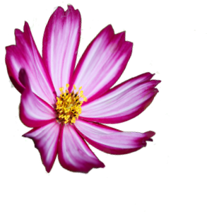 American Horticultural Society - Coast Rhododendron Transparent (358x347), Png Download