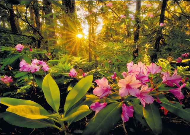 Magic Forests - Rhododendron - Heye - Magic Forests, Rhododendron Puzzle 2000pc (640x640), Png Download
