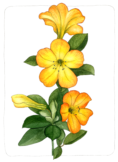 If You Want To Buy My Art - Rhododendron Sect. Vireya (400x549), Png Download