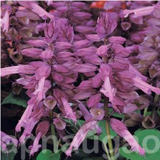 Sage (600x315), Png Download