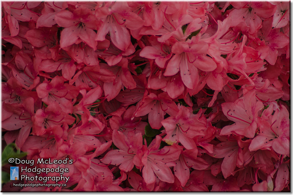 C Rhododendrons, Trees And Pathways Playfair Park, - Poinsettia (966x761), Png Download