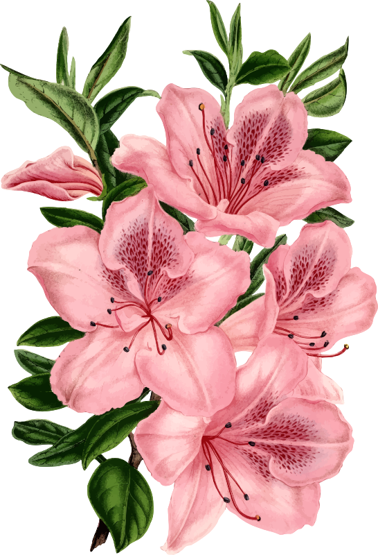 Medium Image - Drawing Of Pink Flowers (546x800), Png Download