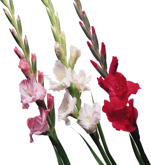 Gladiolus Png File - Gladiolas Imagenes (600x655), Png Download