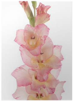 Gladiolus (400x400), Png Download