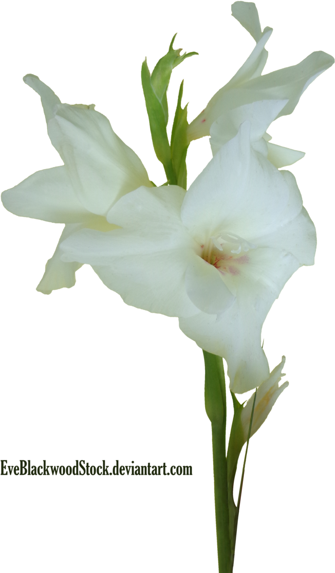 Gladioli 4 By Eveblackwoodstock - Crenate Orchid Cactus (703x1137), Png Download