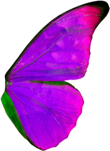 Right Wing Of A Butterfly (573x379), Png Download
