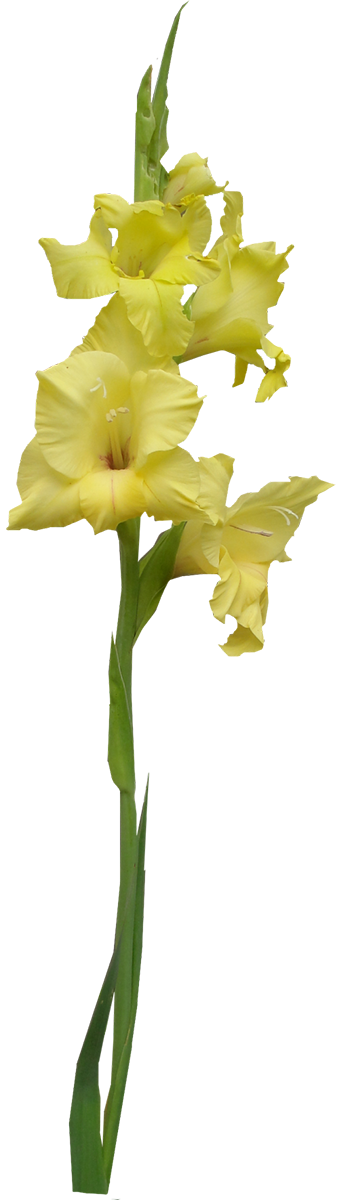 Yellow Gladiolus - Iris (337x1200), Png Download
