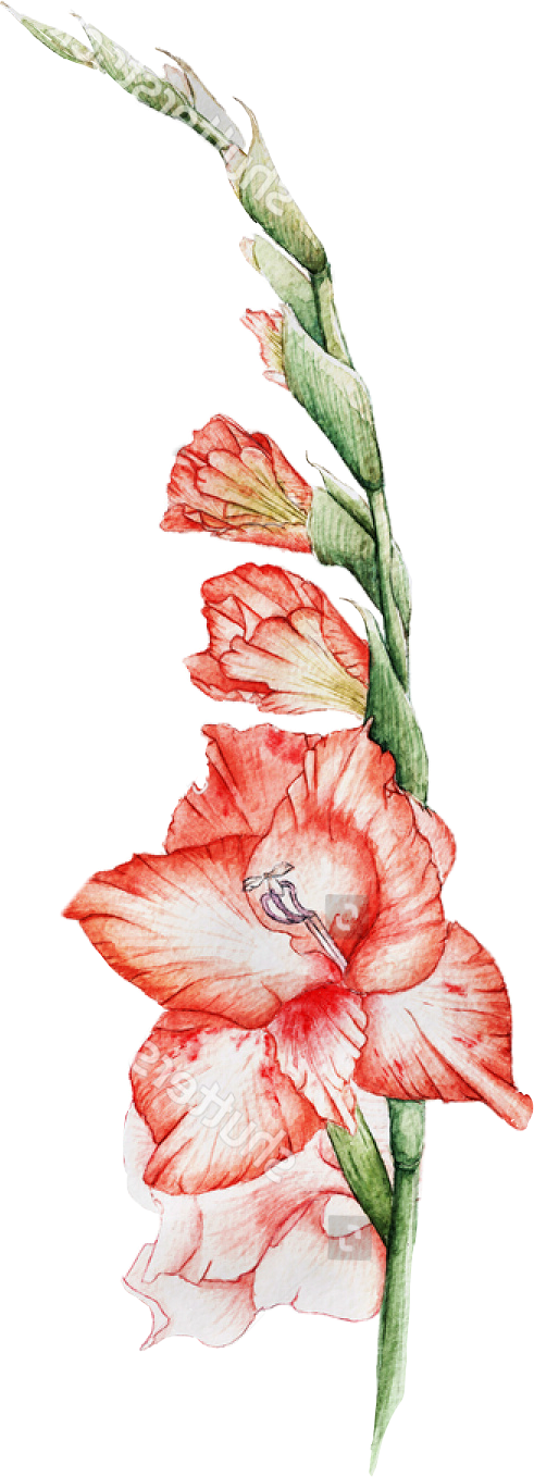 Report Abuse - Flower (491x1358), Png Download