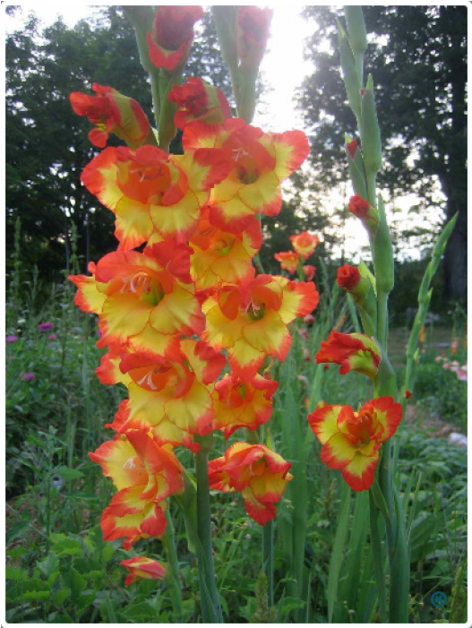 Gladiolus Flower (700x700), Png Download