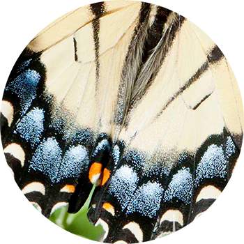 Butterfly Wing Blue & White - Butterfly (350x350), Png Download