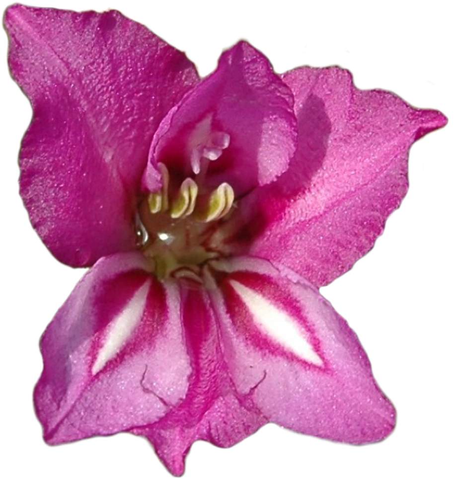 The Journey Starts Here - Gladiolus Flower (960x1019), Png Download
