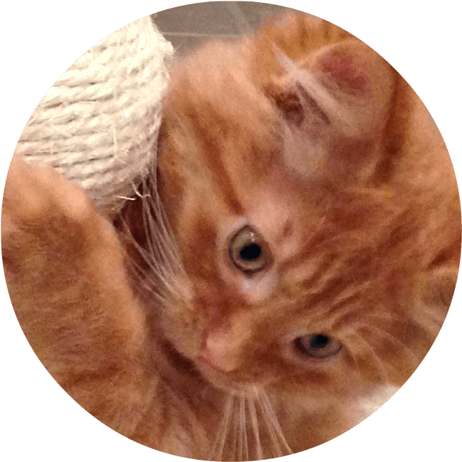 Close-up Of Orange Kitten Face - Tabby Cat (901x694), Png Download