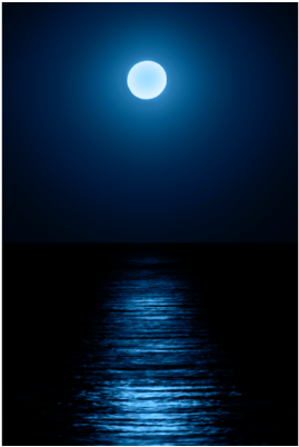 Moon - Night Of The Moonflower [book] (400x409), Png Download