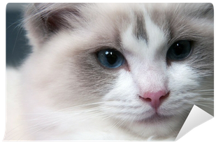 Ragdoll (400x400), Png Download