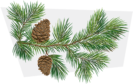 A-pinene - Illustration Pomme De Pin (500x500), Png Download