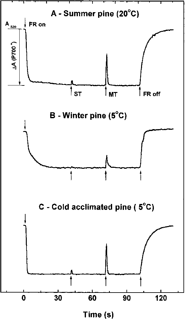 In Vivo Measurements Of The Redox State Of P700 In - Diagram (594x1026), Png Download