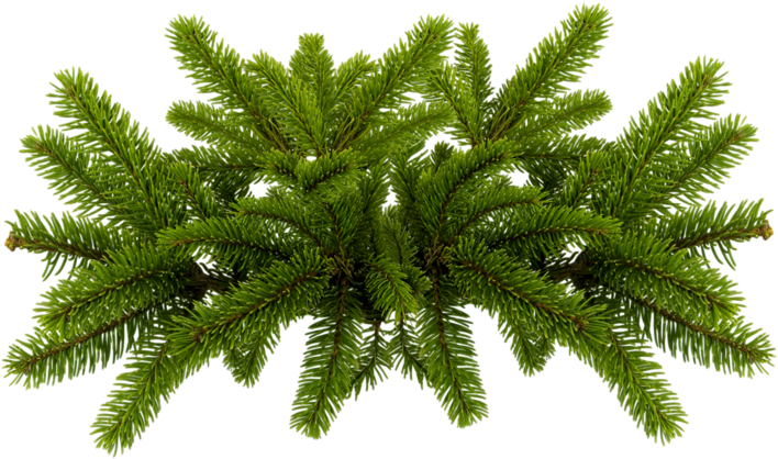 Free Download Pine Needles Png Clipart Pine Fir - Pine Needles Png (800x477), Png Download