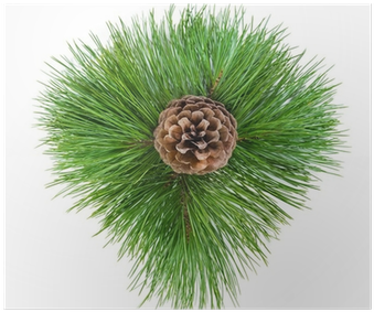 Pine Cone In The Green Branches Of Pine Needles - Conifer Cone (400x400), Png Download