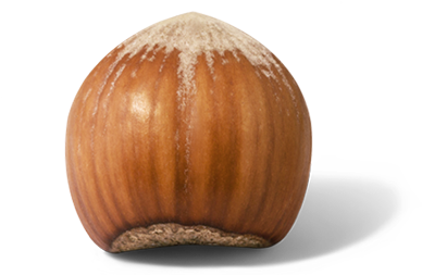 Hazelnut Png (740x270), Png Download
