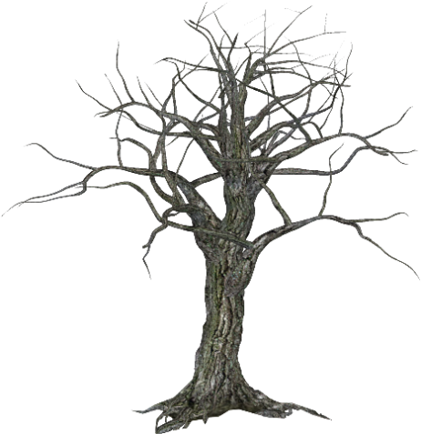 Tree-042 - Tree (462x477), Png Download
