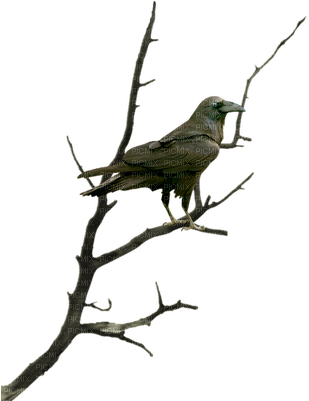 Corbeau Branche Raven Tree Nigh Halloween - Raven (317x400), Png Download