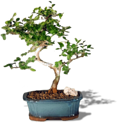 Chinese Elm Bonsai Treetrained Curve Trunk Style - (600x620), Png Download