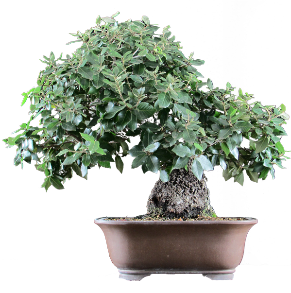 Null - Sageretia Theezans (600x630), Png Download