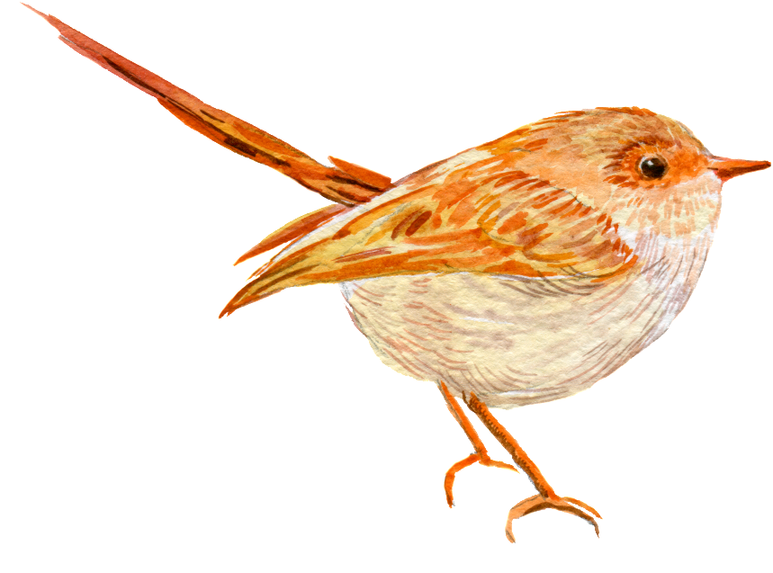 Hand Painted A Realistic Watercolor Bird Png Transparent - Portable Network Graphics (1024x689), Png Download