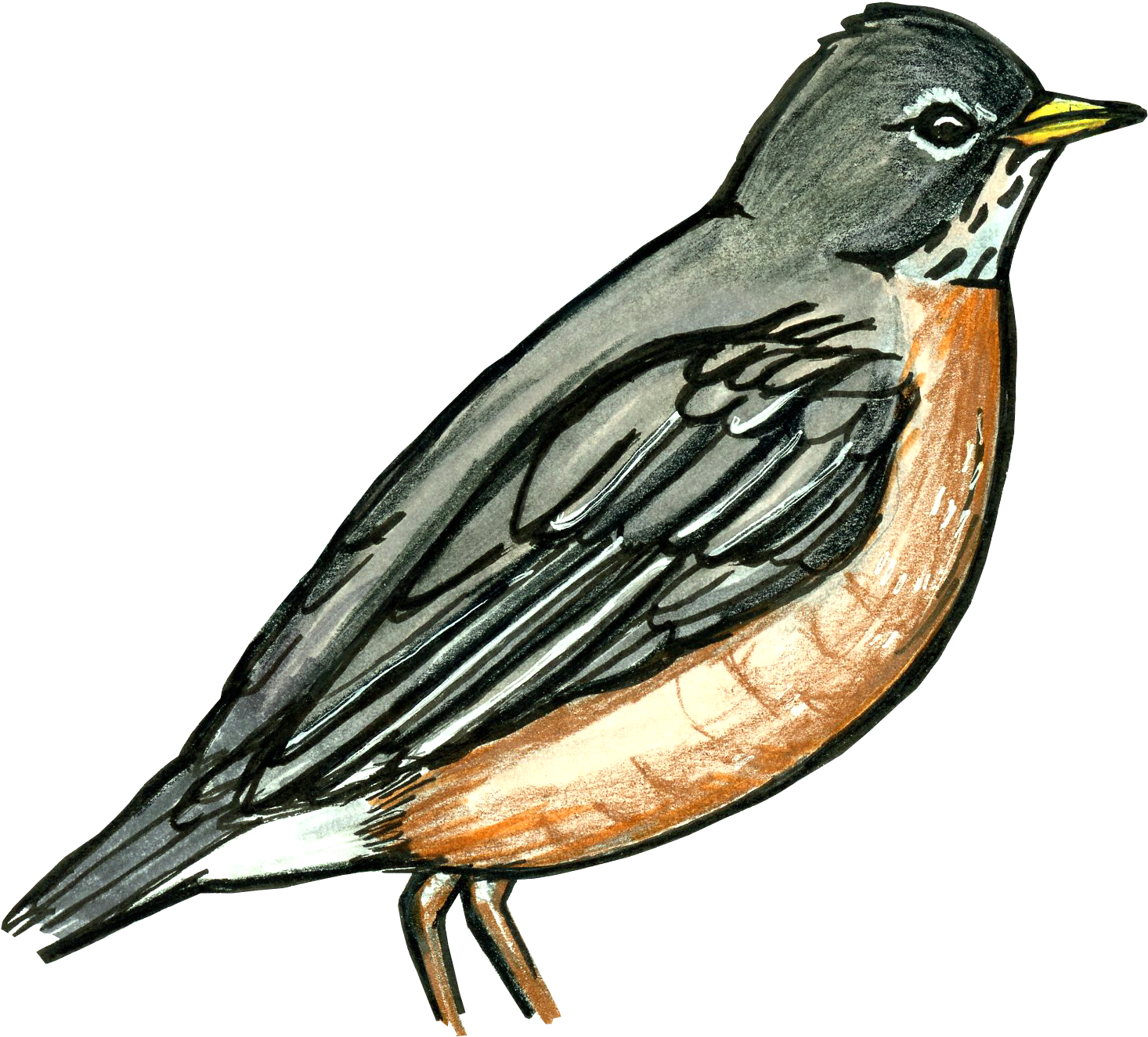 Bird Scout - Old World Flycatcher (1673x1673), Png Download