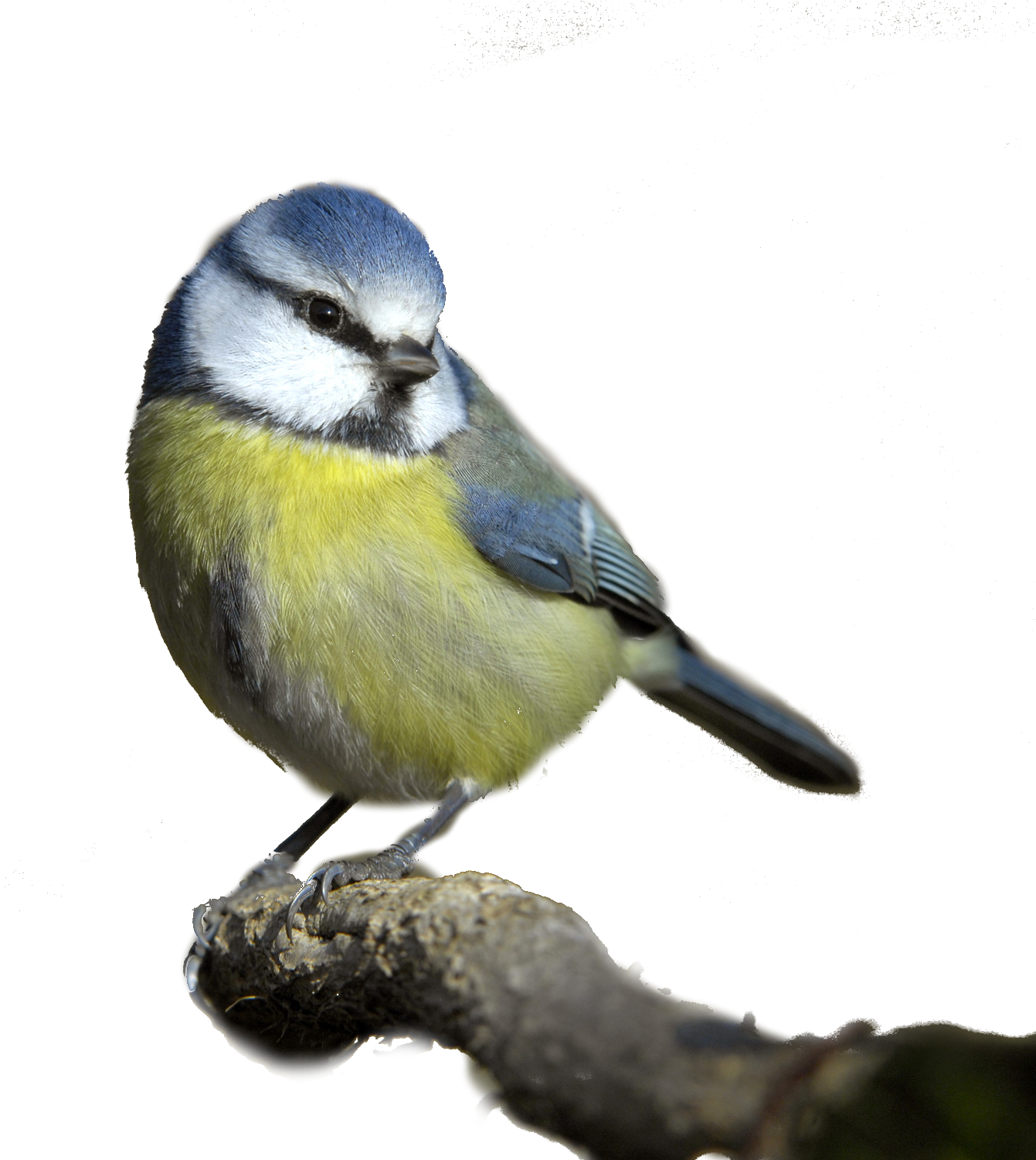 Bird Png - Blue Tit White Background (1500x1500), Png Download