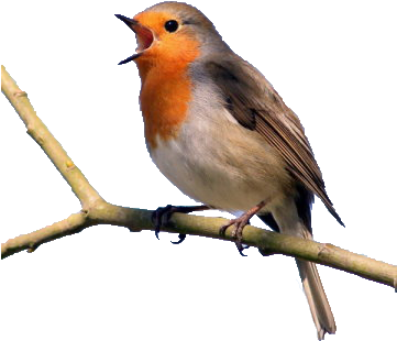 Make Your Feathered Friends A Christmas Gift - Exploring The Science Of Sounds By Abigail Flesch Connors (500x439), Png Download