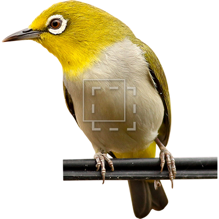 Parent Category - Bird (450x450), Png Download