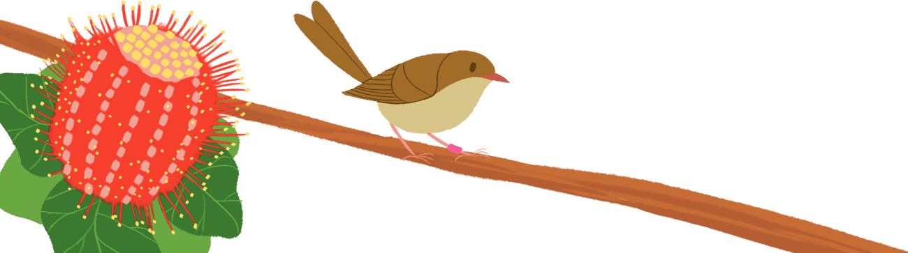 Fancy Males - European Robin (1300x363), Png Download