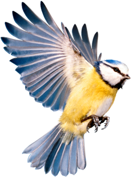 Most Birds Love These, But Robins And Blackbirds Most - Information (270x492), Png Download