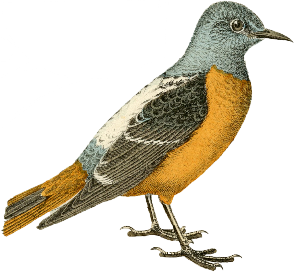 Mica Design Lovely Bird Png - Vintage Bird (1024x948), Png Download