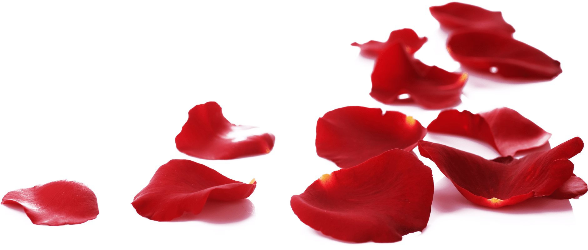 15 Rose Petals On Floor Png For Free Download On Mbtskoudsalg - Menow Rose Bb Cream (1917x1494), Png Download