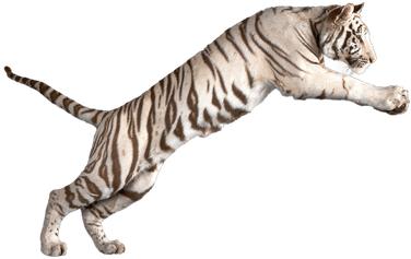 Jumping White Tiger - White Tiger Transparent Background (400x400), Png Download