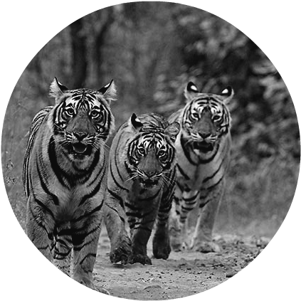 Pack Of Royal Bengal Tigers - Poster: Rajput's Royal Bengal Tigers On The Track, (650x451), Png Download