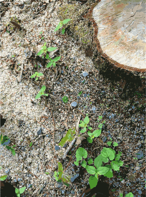Herb Soil Lawn Groundcover - Soil (556x750), Png Download