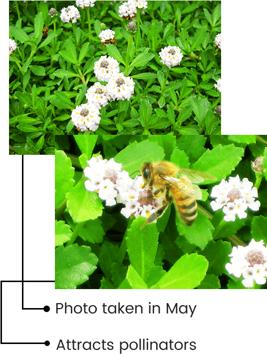 Download Long Flowering Season Jasmine Full Size PNG Image PNGkit