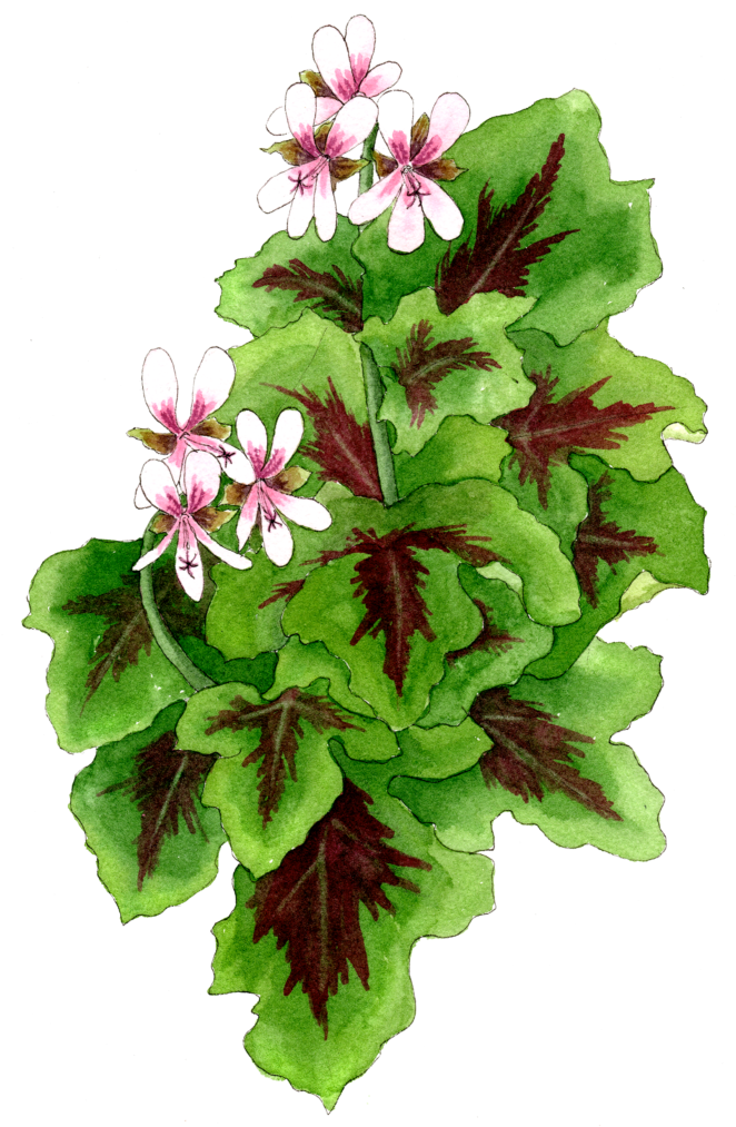 Chocolate Mint Pelargonium - Impatiens (664x1024), Png Download