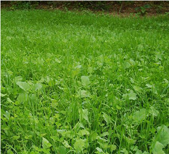 Killer Food Plots Deepwoods Close Up Grass - Lawn (600x600), Png Download