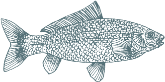 Artboard 912 - Ray-finned Fish (373x388), Png Download